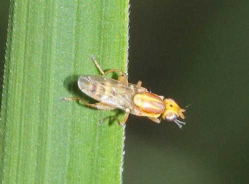 Réf. 287 313 : Meromyza femorata